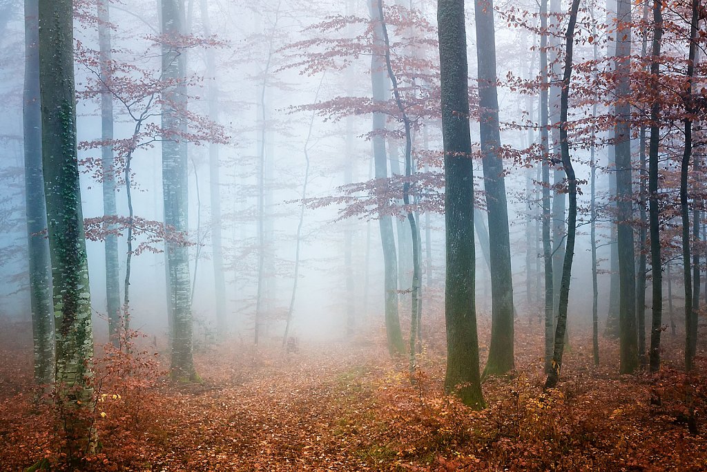 autumn trees