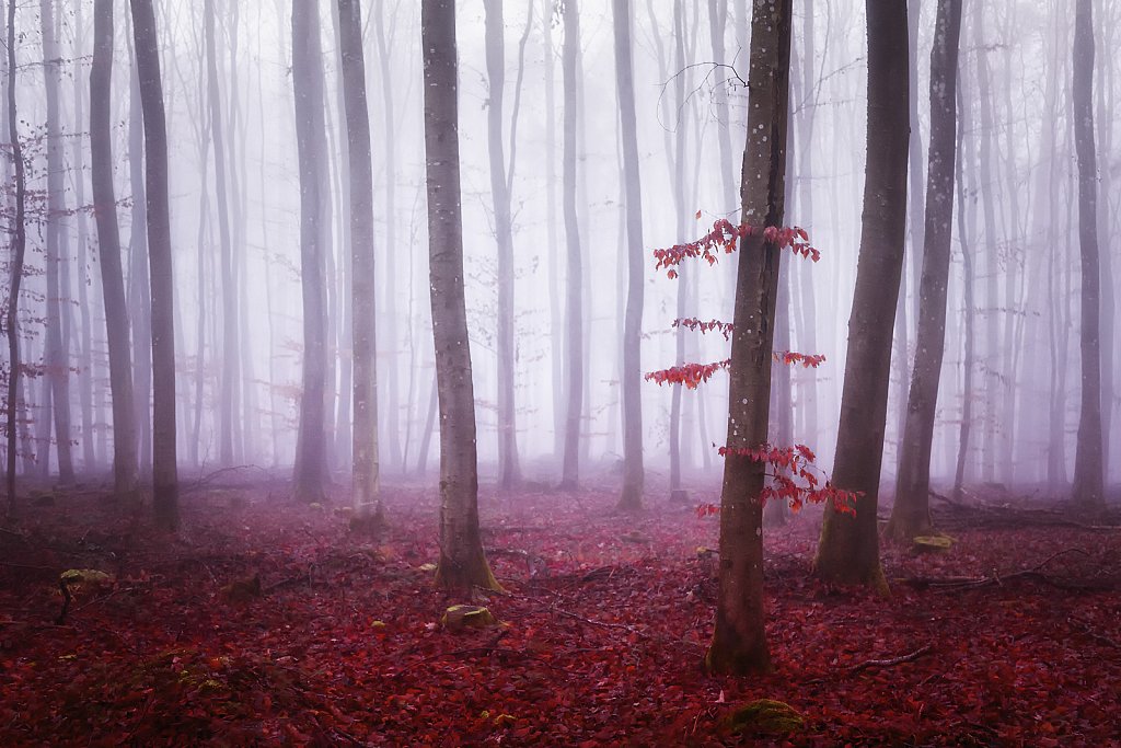 last leaves